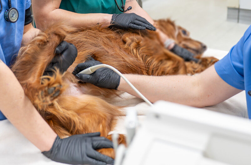 Manchester Vet Centre - Willows Vet Group (Web) 055