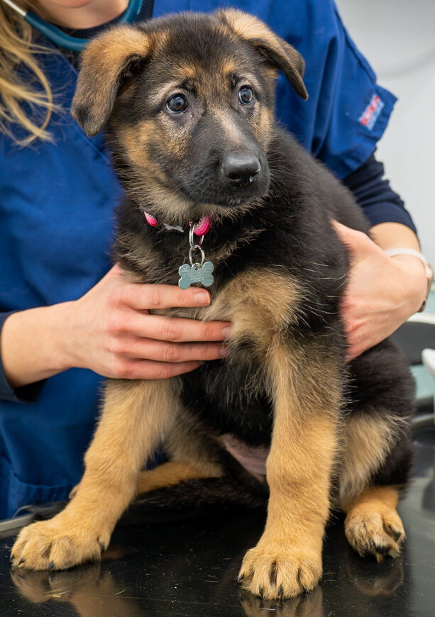 The Willows Veterinary Group - Hampton (Web) 029